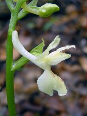 Orchis provincialis Balb. ex Lam. & DC.   