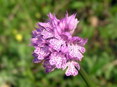 Neotinea tridentata (Scop.) R.M. Bateman Pridgeon & M.W. Chase