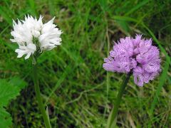 Neotinea tridentata (Scop.) R.M. Bateman Pridgeon & M.W. Chase