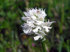 Neotinea tridentata (Scop.) R.M. Bateman Pridgeon & M.W. Chase