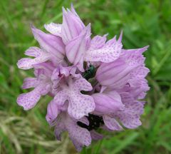 Neotinea tridentata (Scop.) R.M. Bateman Pridgeon & M.W. Chase