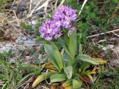 Neotinea tridentata (Scop.) R.M. Bateman Pridgeon & M.W. Chase