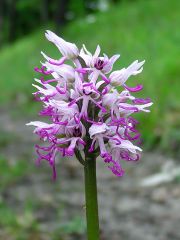 Orchis simia Lam.