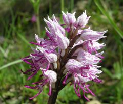 Orchis simia Lam.