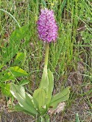 Orchis simia Lam.