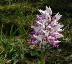 Orchis simia Lam.