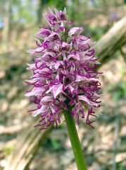 Orchis simia Lam.