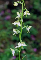 Platanthera chlorantha (Custer) Rchb.