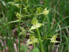 Platanthera chlorantha (Custer) Rchb.