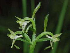 Platanthera chlorantha (Custer) Rchb.