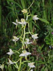 Platanthera chlorantha (Custer) Rchb.