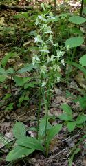 Platanthera chlorantha (Custer) Rchb.