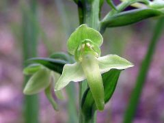 Platanthera chlorantha (Custer) Rchb.