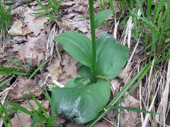 Platanthera chlorantha (Custer) Rchb.