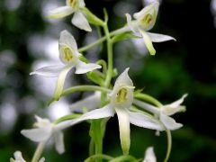 Platanthera bifolia (L.) Rchb.