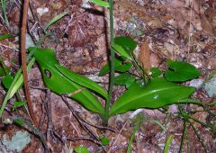 Platanthera bifolia (L.) Rchb.