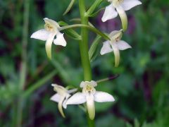 Platanthera bifolia (L.) Rchb.