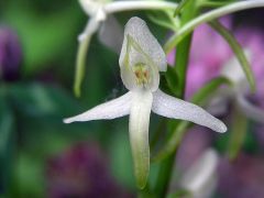 Platanthera bifolia (L.) Rchb.