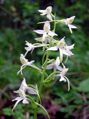 Platanthera bifolia (L.) Rchb.