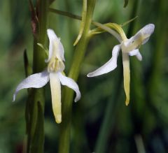 Platanthera bifolia (L.) Rchb.