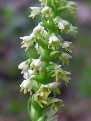 Pseudorchis albida (L.) A. & D. Love