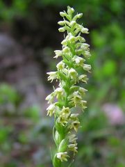 Pseudorchis albida (L.) A. & D. Love