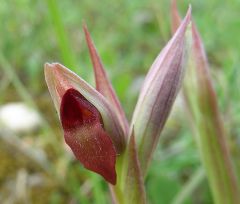 Serapias parviflora Parl.