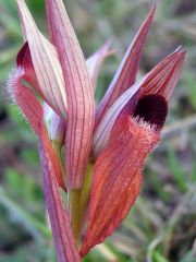 Serapias vomeracea subsp. vomeracea (Burm. F.) Briq.