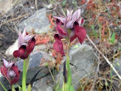 Serapias cordigera L.