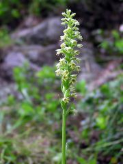 Pseudorchis albida (L.) A. & D. Love