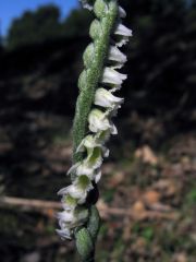 Spiranthes spiralis (L.) Chevall.