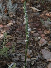 Spiranthes spiralis (L.) Chevall.