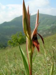 Serapias vomeracea subsp. vomeracea (Burm. F.) Briq.