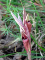 Serapias vomeracea subsp. vomeracea (Burm. F.) Briq.