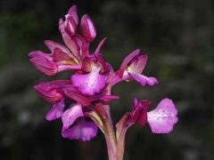 anacamptis x gennarii (Rchb. F.) H. Kretz., Eccarius & H. Dietr.