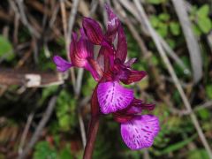 anacamptis x gennarii (Rchb. F.) H. Kretz., Eccarius & H. Dietr.