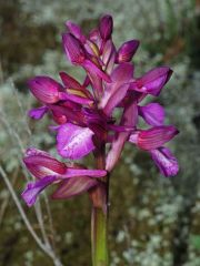 anacamptis x gennarii (Rchb. F.) H. Kretz., Eccarius & H. Dietr.