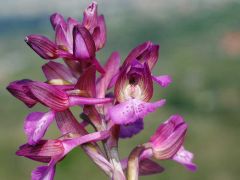 anacamptis x gennarii (Rchb. F.) H. Kretz., Eccarius & H. Dietr.