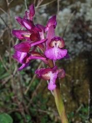 anacamptis x gennarii (Rchb. F.) H. Kretz., Eccarius & H. Dietr.