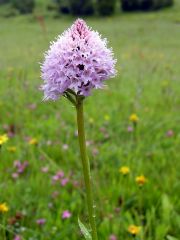 Traunsteinera globosa (L.) Rchb.