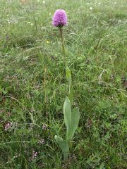 Traunsteinera globosa (L.) Rchb.