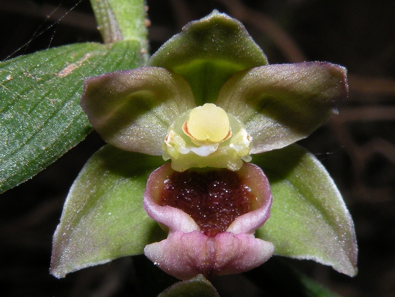 Epipactis helleborine (L.) Crantz subsp. tremolsii (Pau) E.K