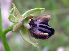 Ophrys incubacea subsp. incubacea Bianca