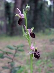 Ophrys exaltata subsp. montis-leonis (O. Danesch & E. Danesch) Soca