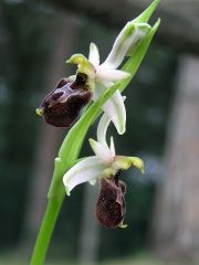 Ophrys exaltata subsp. montis-leonis (O. Danesch & E. Danesch) Soca