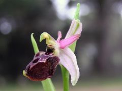 Ophrys exaltata subsp. montis-leonis (O. Danesch & E. Danesch) Soca