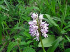 Orchis x angusticruris Franch. ex Humn.