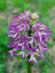 Orchis x angusticruris Franch. ex Humn.