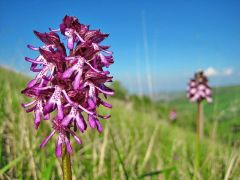 Orchis x angusticruris Franch. ex Humn.