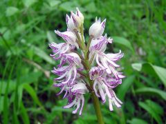 Orchis x angusticruris Franch. ex Humn.